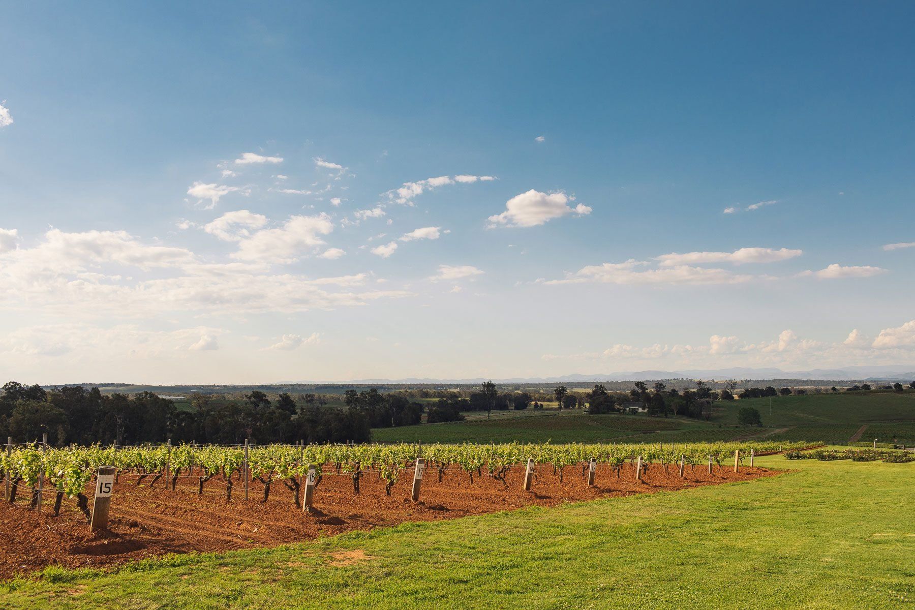 Vine rows in red soil looking out across a wine region towards low ranges