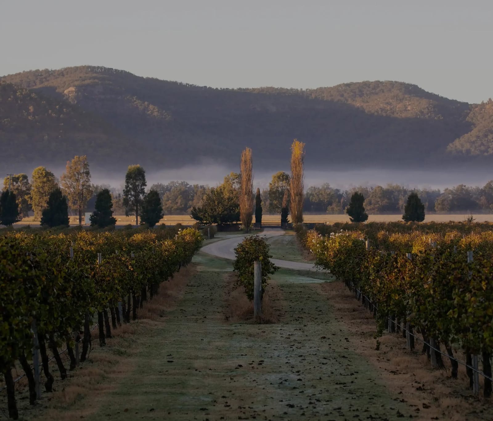 Vineyard rows with misty river valley and forested hillsides