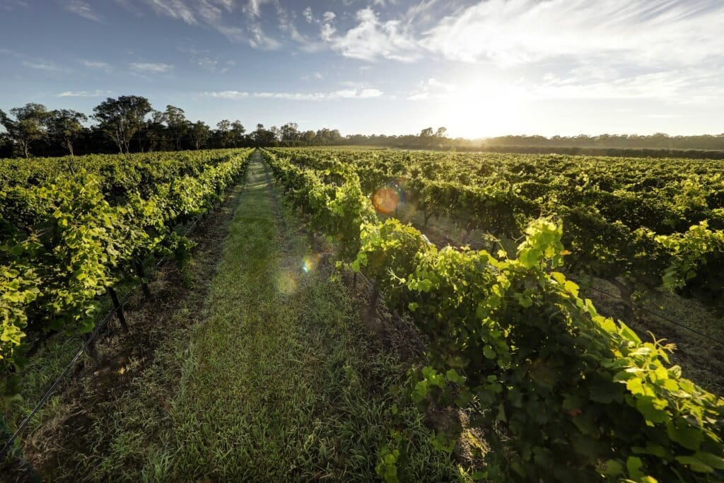 Rows of green grapevines stretching across bright fields