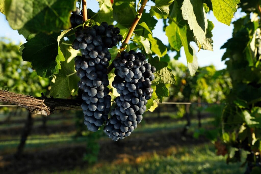 Black grape bunches on vine with green foliage