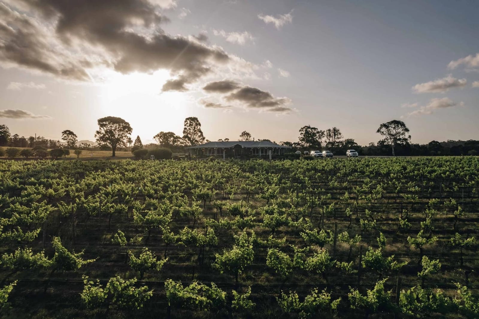 The vines below the restaurant at sunset