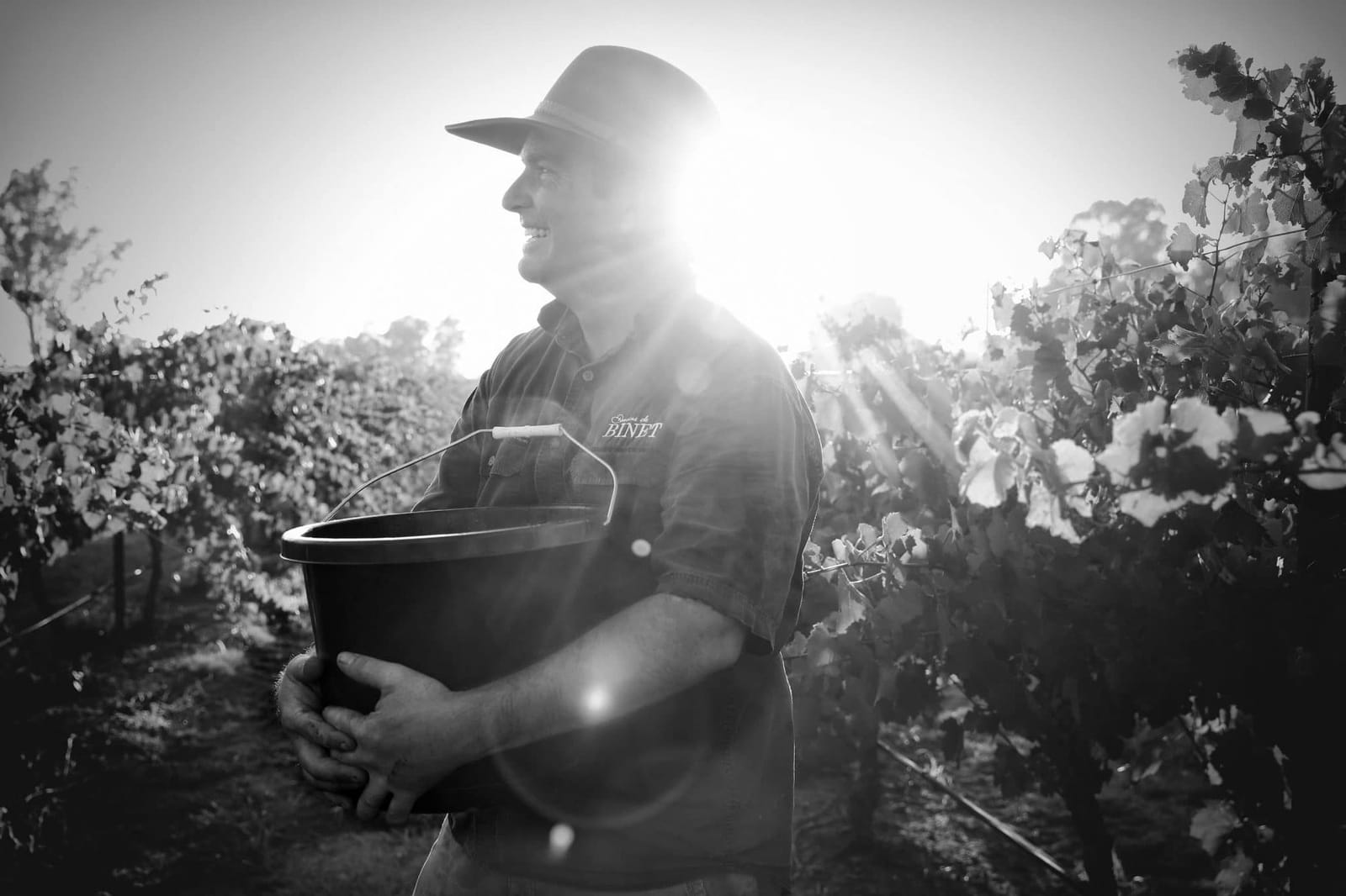 Winemaker in vineyard holding basket with vines backlit by sun at Binet, Lovedale, Hunter Valley