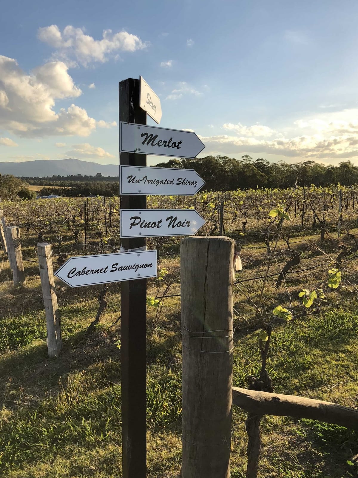 Directional signpost listing wine varieties with vine rows stretching behind