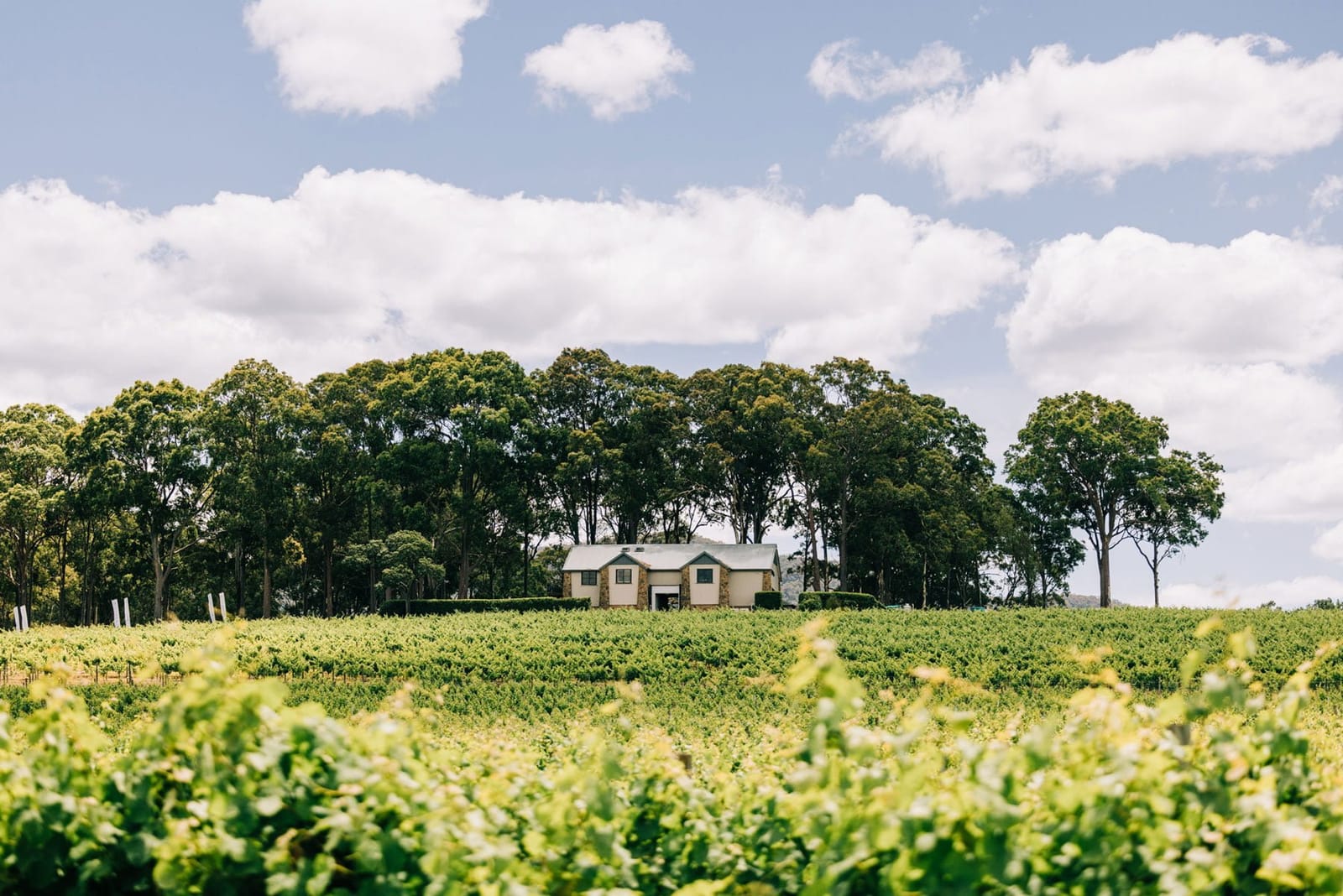 Winery building with vineyard rows and trees at Bonvilla, Pokolbin, Hunter Valley
