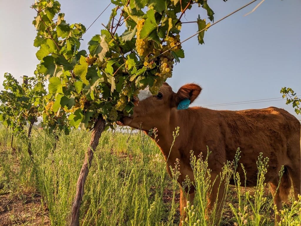 A calf grazing between the vine rows