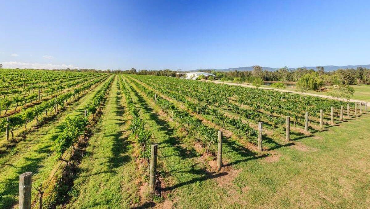 Rows of grapevines stretching across landscape with trees