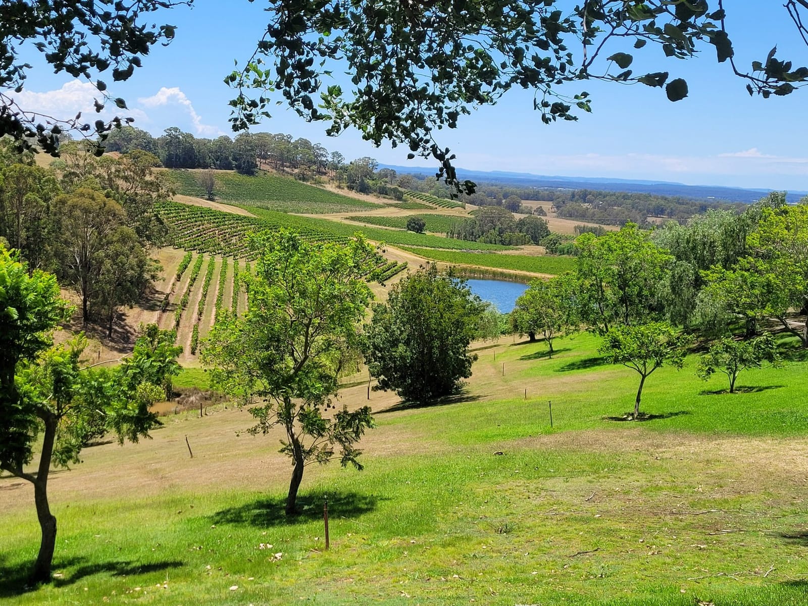 Vineyard rows with scattered trees and landscape vistas