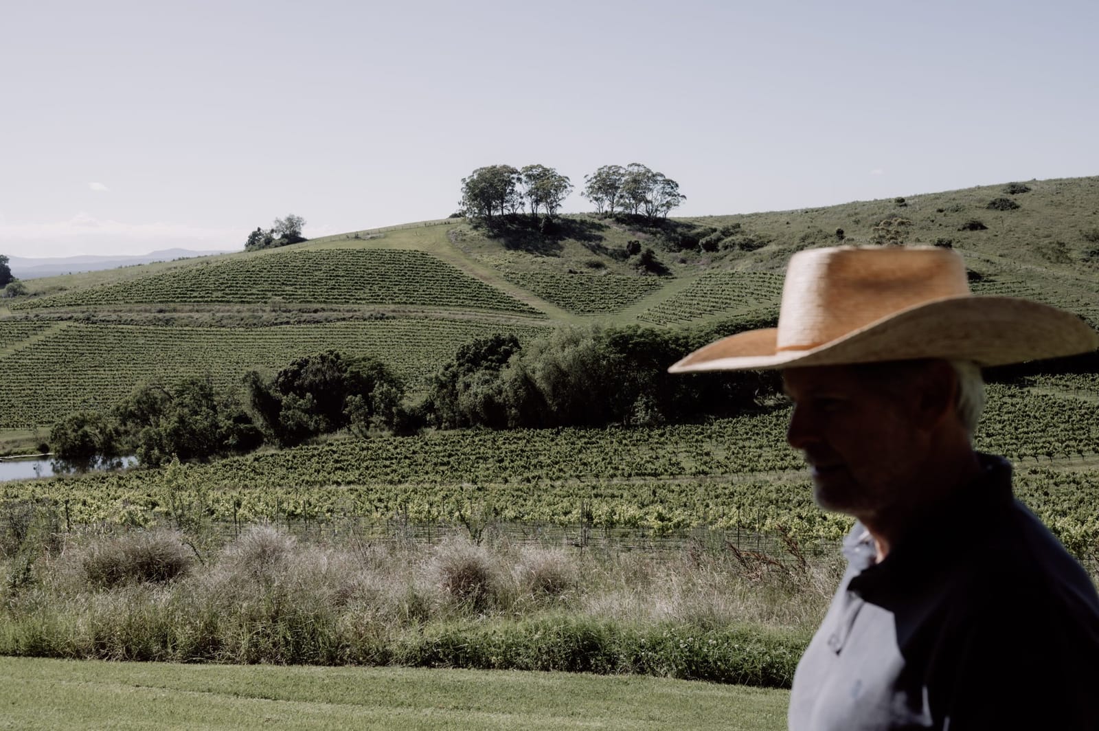 Vineyard owner overlooking rolling rows and landscape vistas