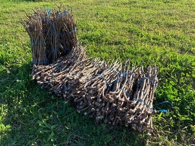 Wooden barrel staves stacked on ground in storage