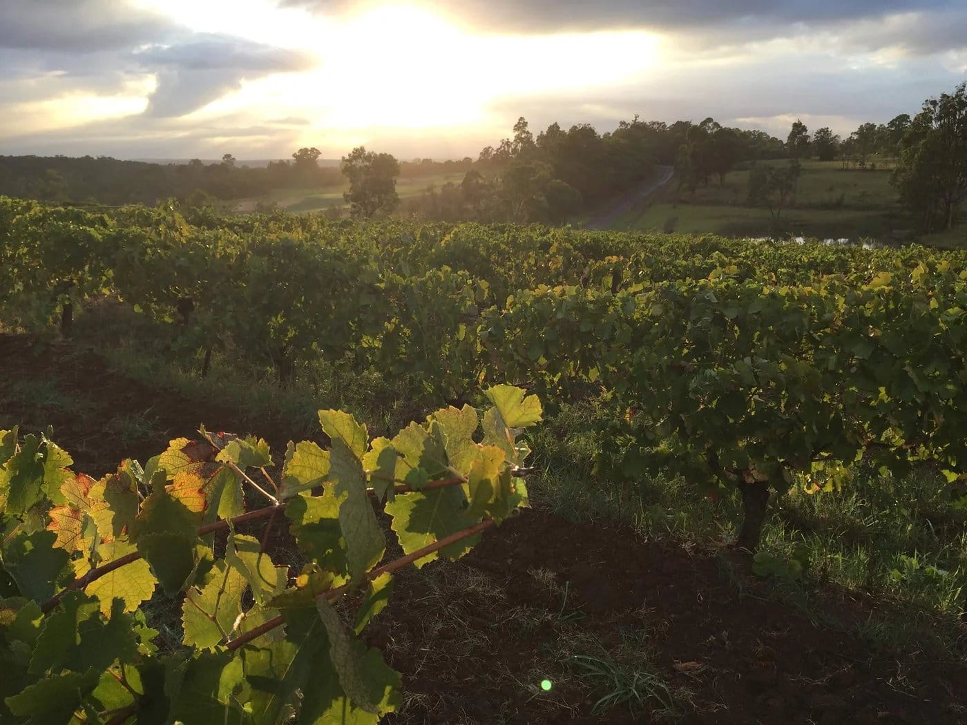 Vineyard at sunset with golden light across vine rows at Chateau Pato, Pokolbin, Hunter Valley