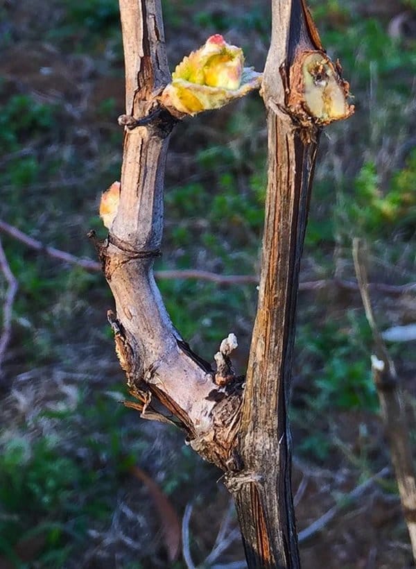 Close-up of vine buds showing spring budbreak and growth