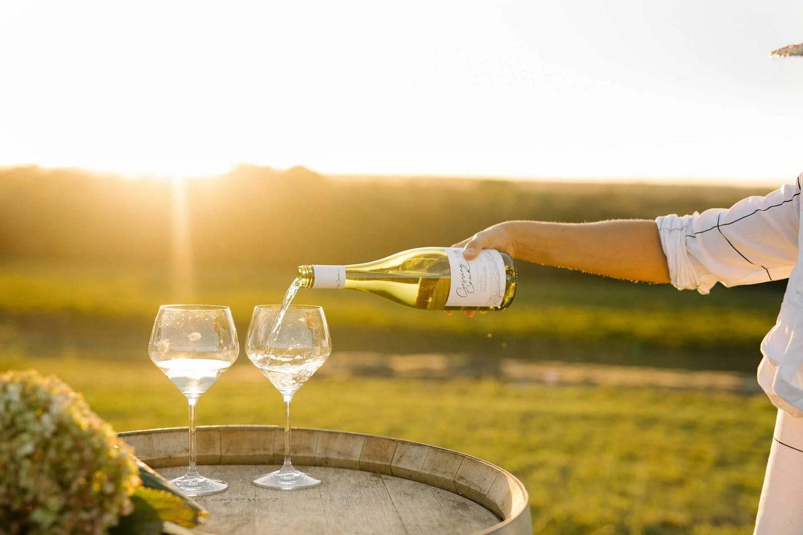 Hand pouring white wine into glasses against vineyard backdrop
