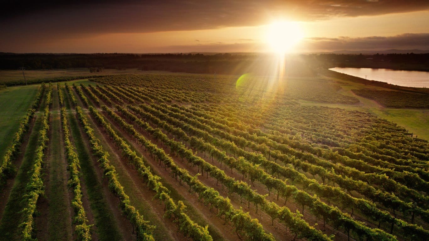 Green vineyard landscape with forest covered hills and creek