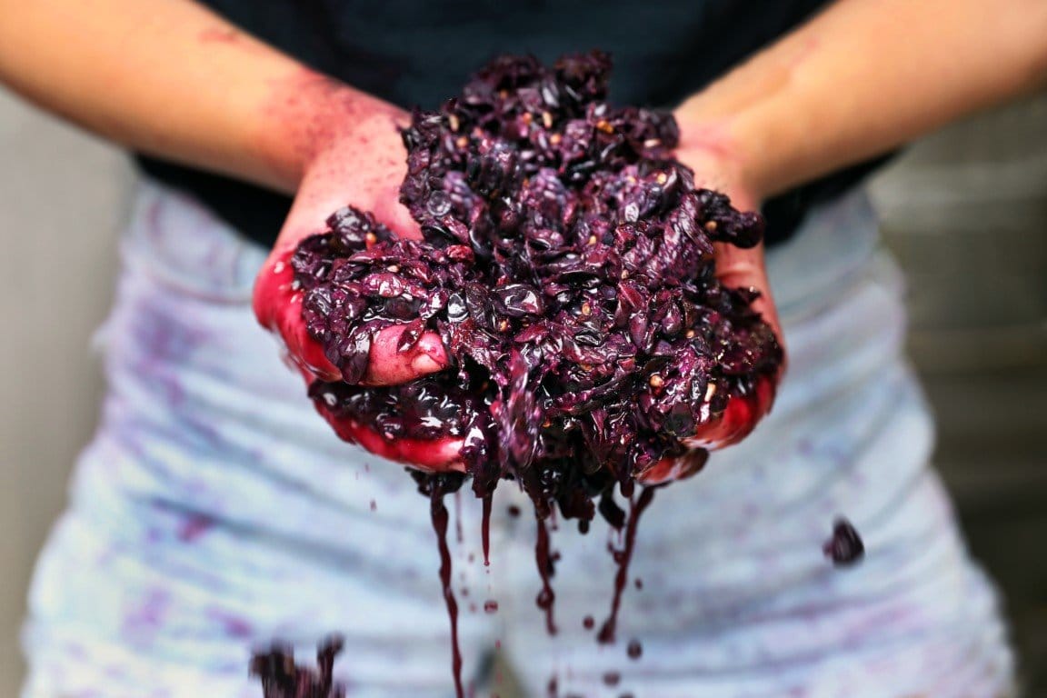 Hands holding dark ripe grapes during harvest