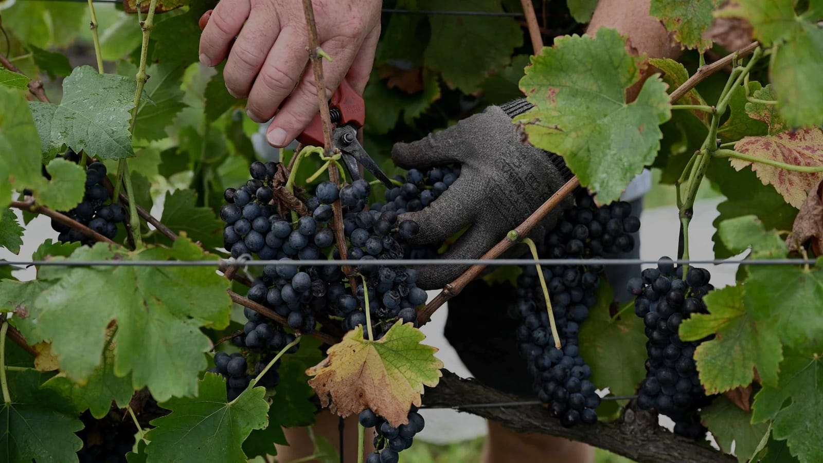 Close-up of hand harvesting black grapes with green leaves at deCapel, Lovedale, Hunter Valley