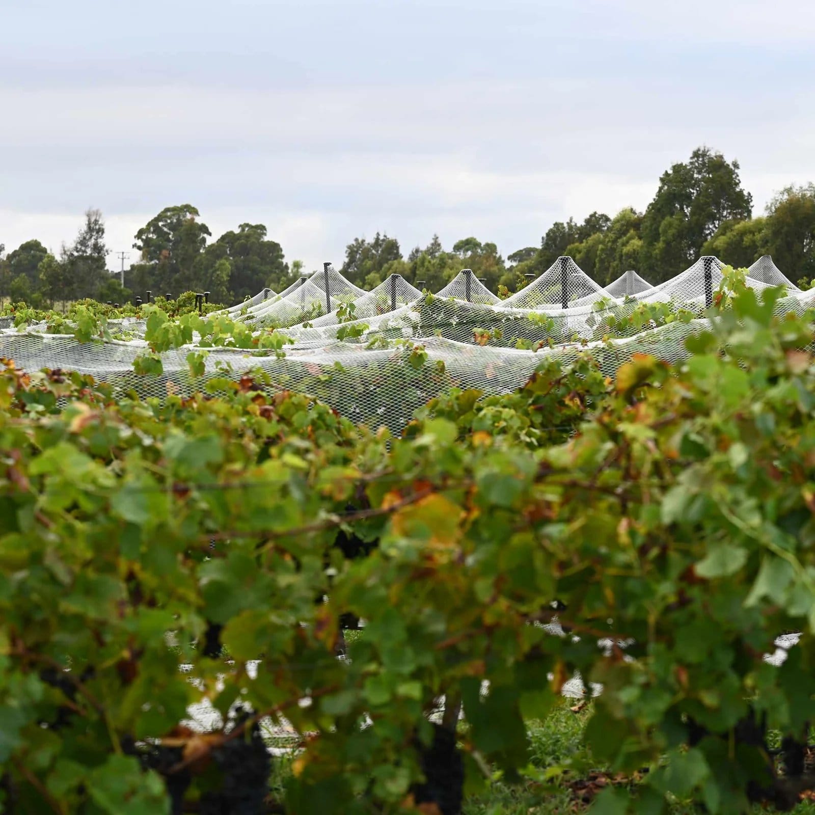 Protective netting over young grapevines with trees in background