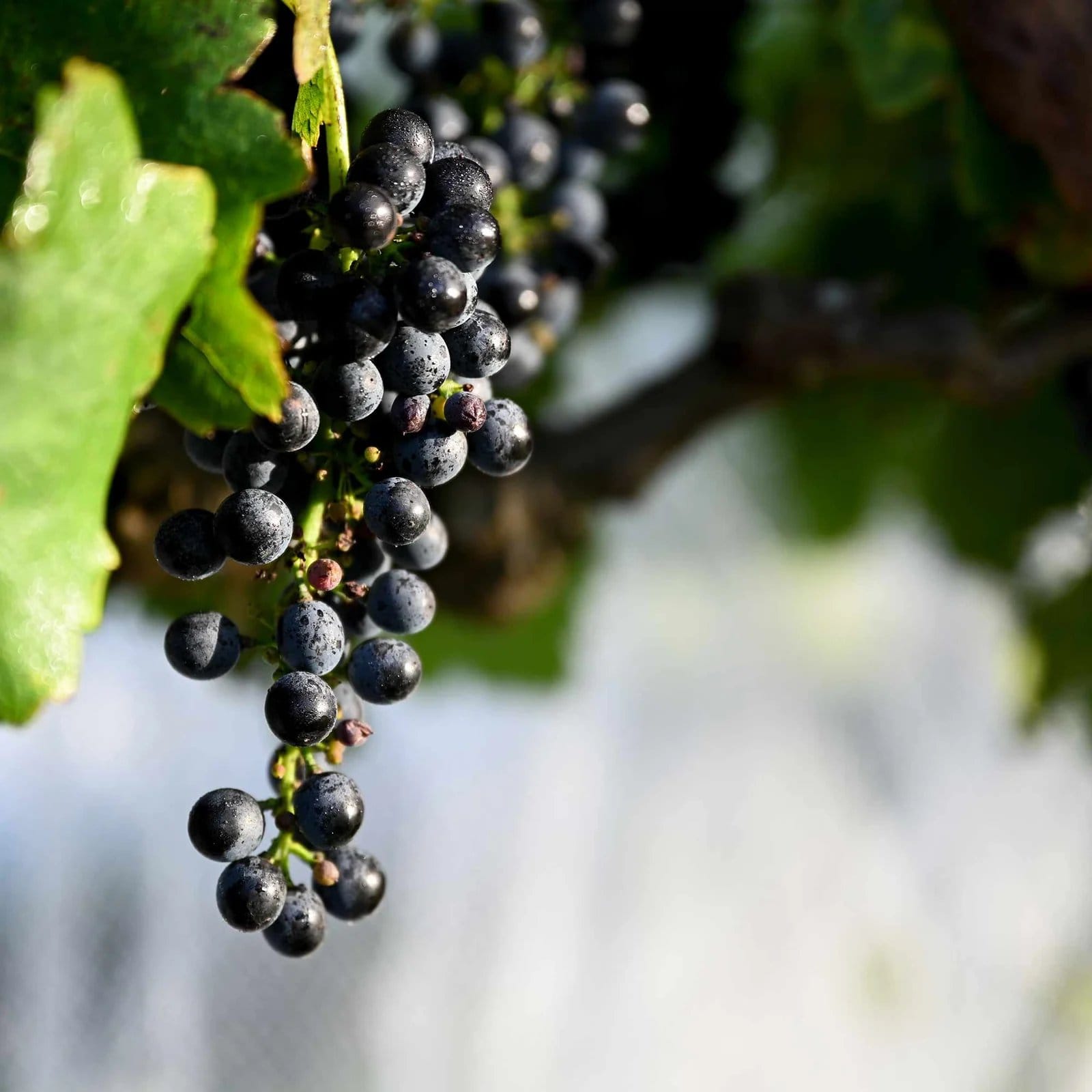 Ripe grapes hanging on vine with green foliage, close detail