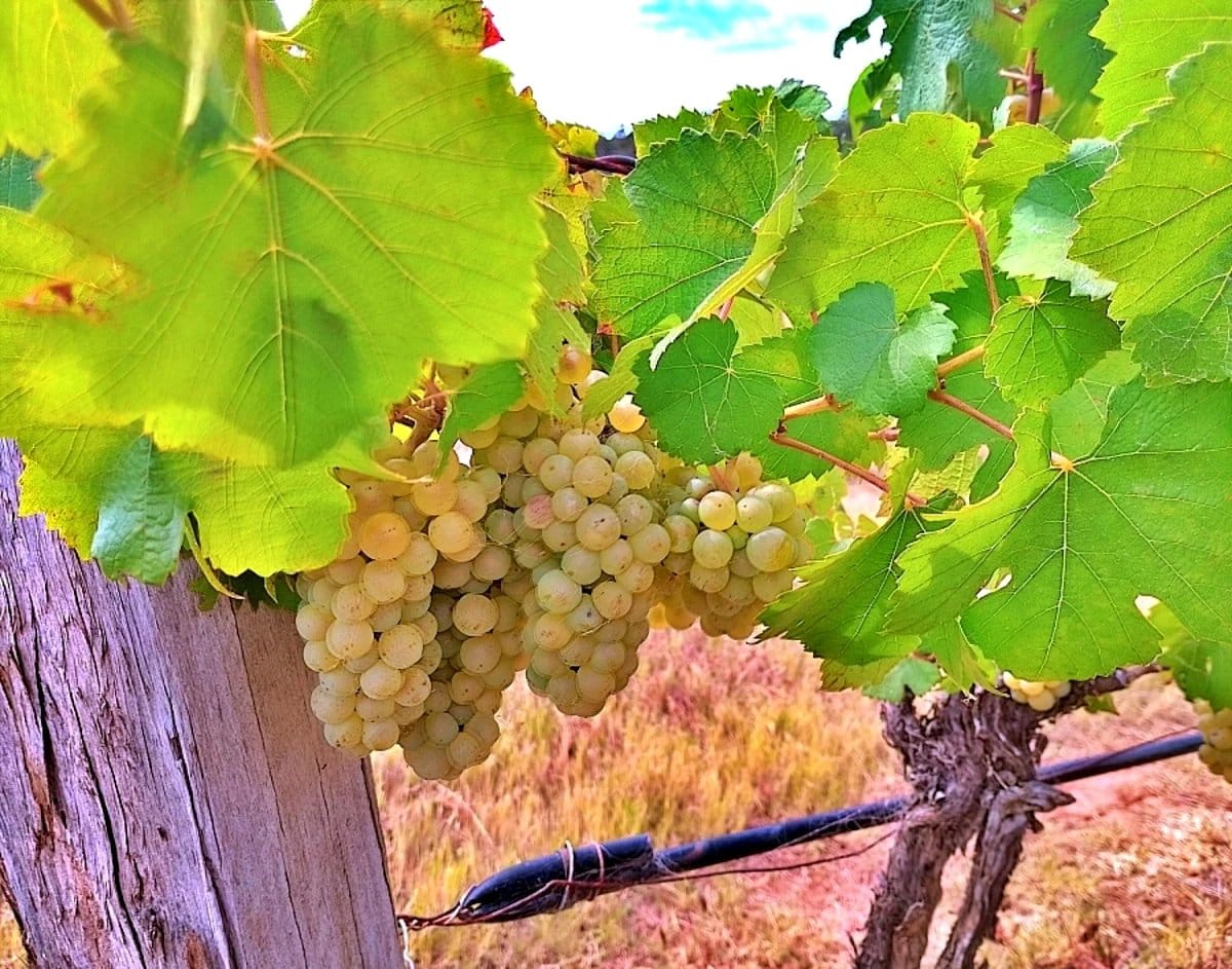 Bunches of Chardonnay on the vine