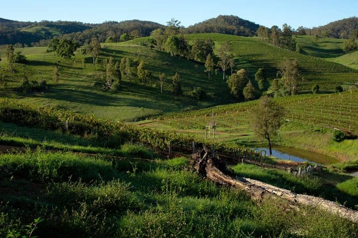 Rolling green vineyard hills with mature trees and a creek running through lush pastoral landscape