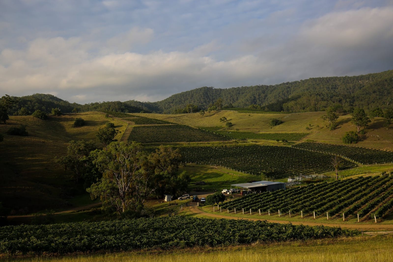 Evening landscape with vineyard rows, water and forested escarpment at Eagles Rest, Pokolbin, Hunter Valley