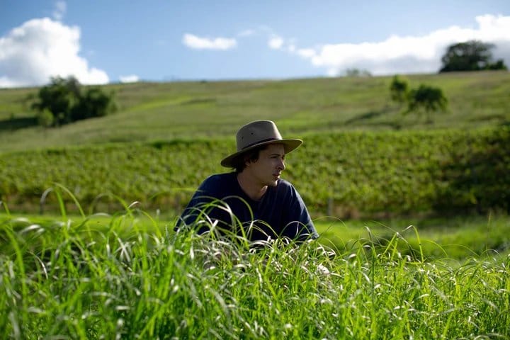 Green vine rows stretching across valley with river visible