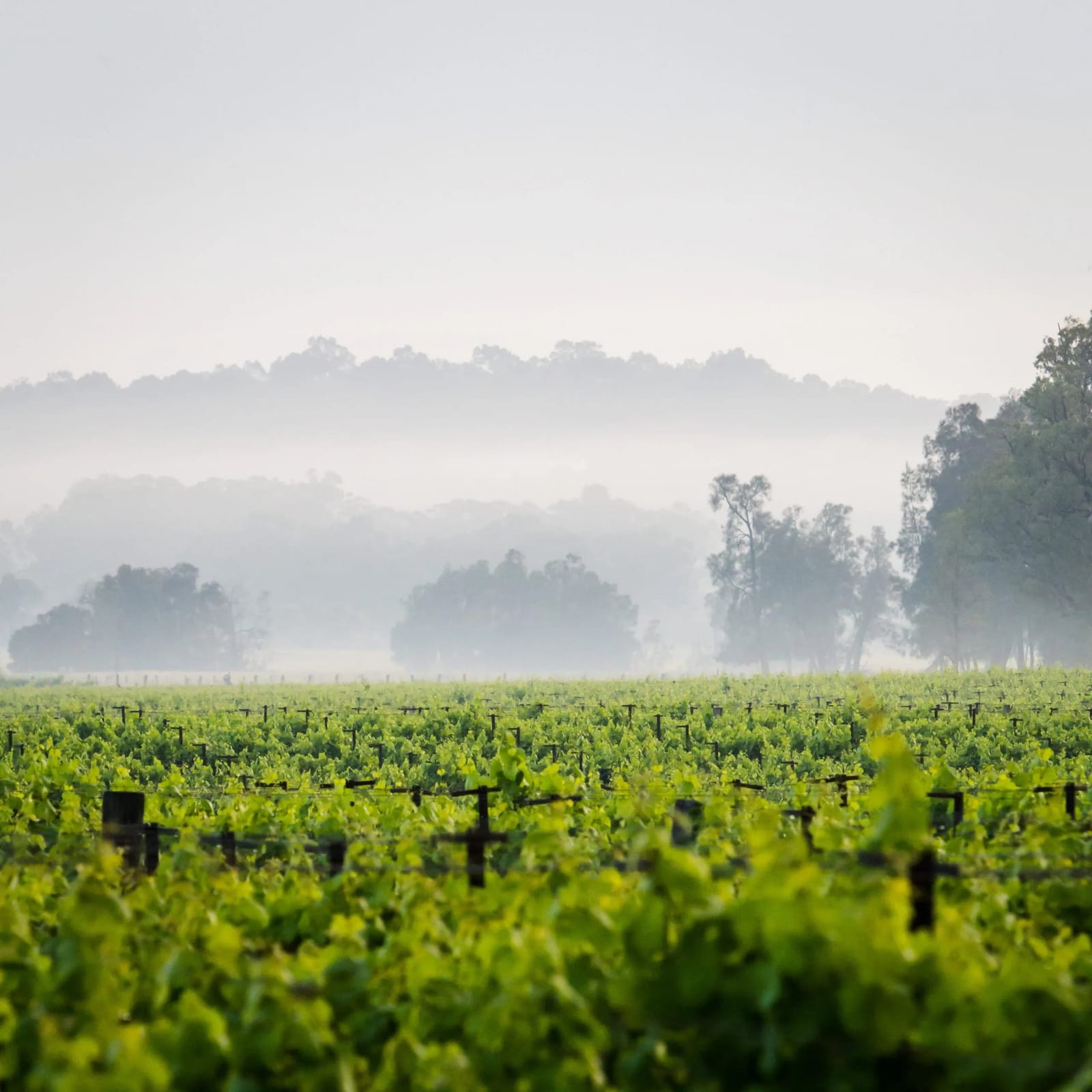 Morning mist over the vines at the Adina estate