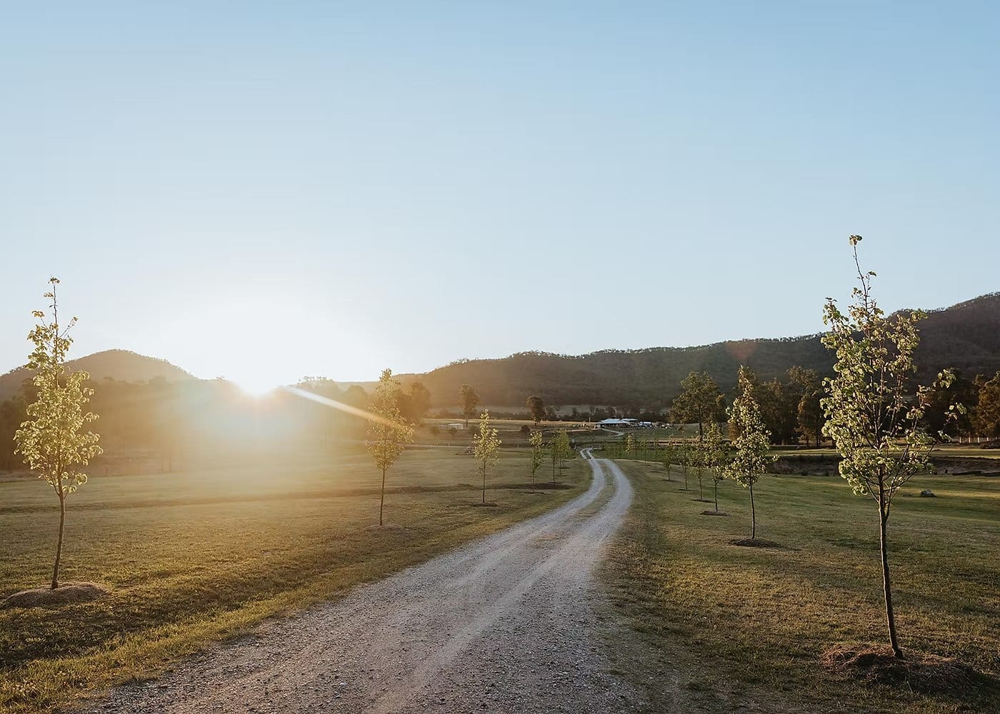 The gravel drive into the estate at sunrise, with the ranges beyond, at Glen Eden Estate, Broke, Hunter Valley