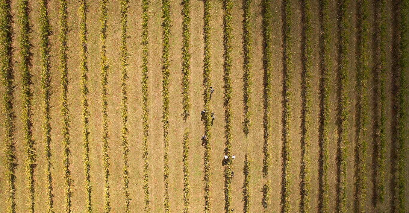 Aerial view of vineyard rows with harvest workers picking grapes