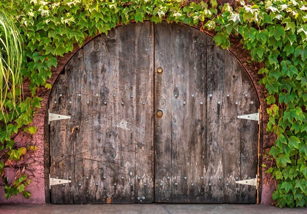 Historic wooden cellar doors with metal studs framed by climbing grapevines