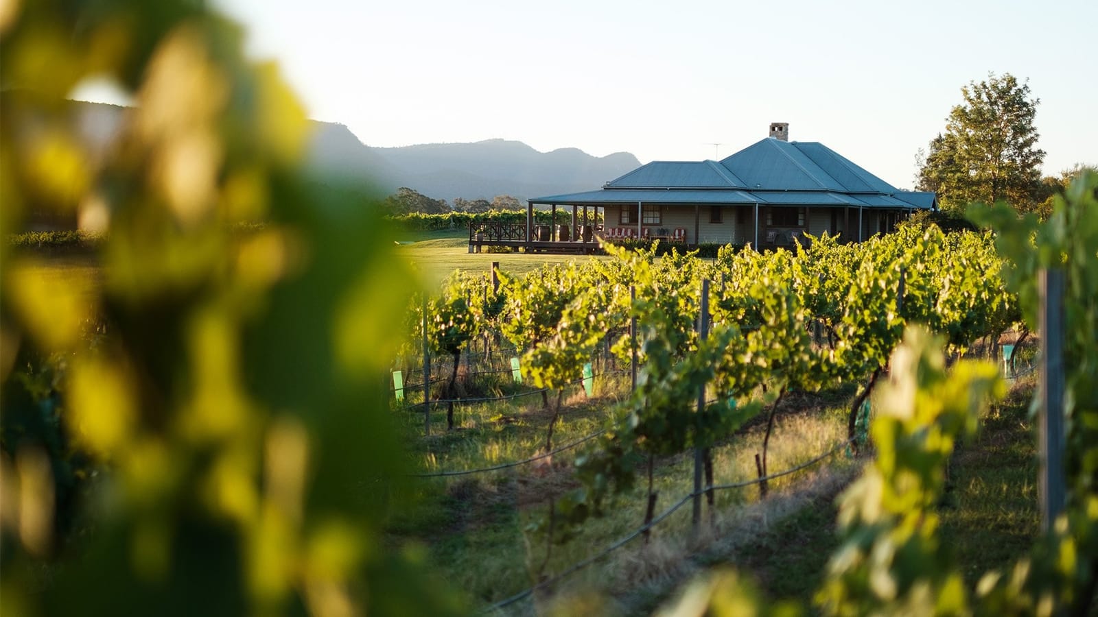 Estate building with blue roof set amongst vineyard rows and mountains at Hanging Tree, Pokolbin, Hunter Valley