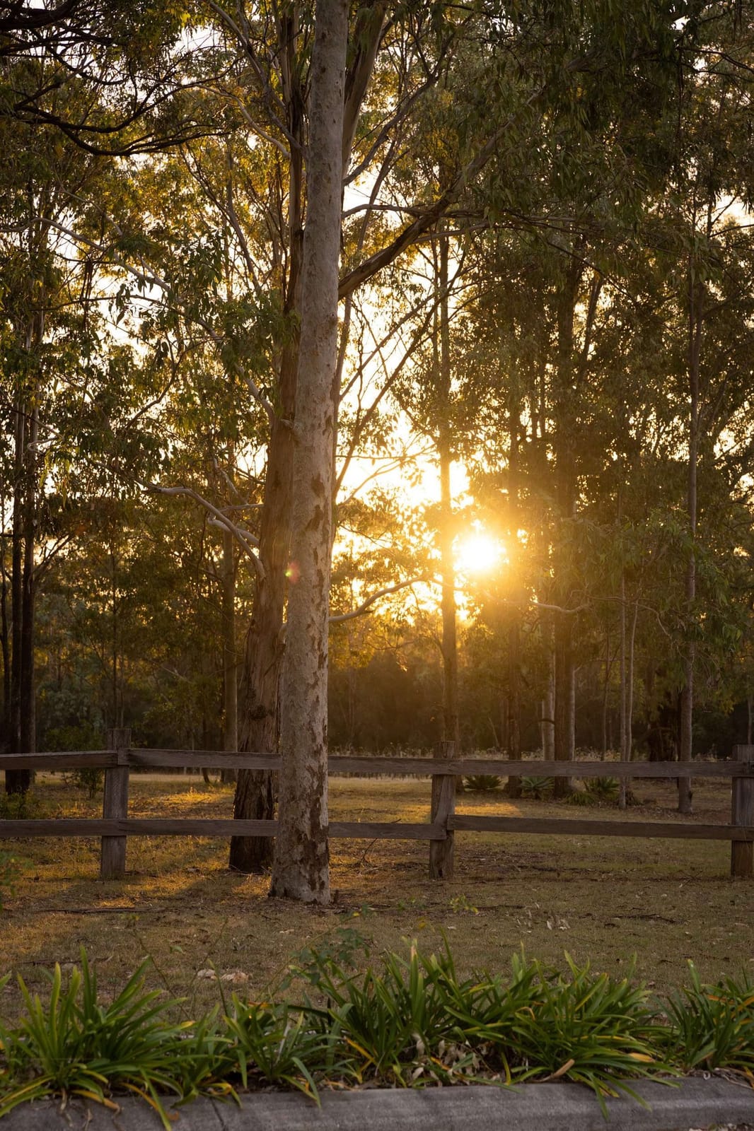 Eucalyptus trees at golden hour with wooden bench below at Hermitage Lodge, Pokolbin, Hunter Valley