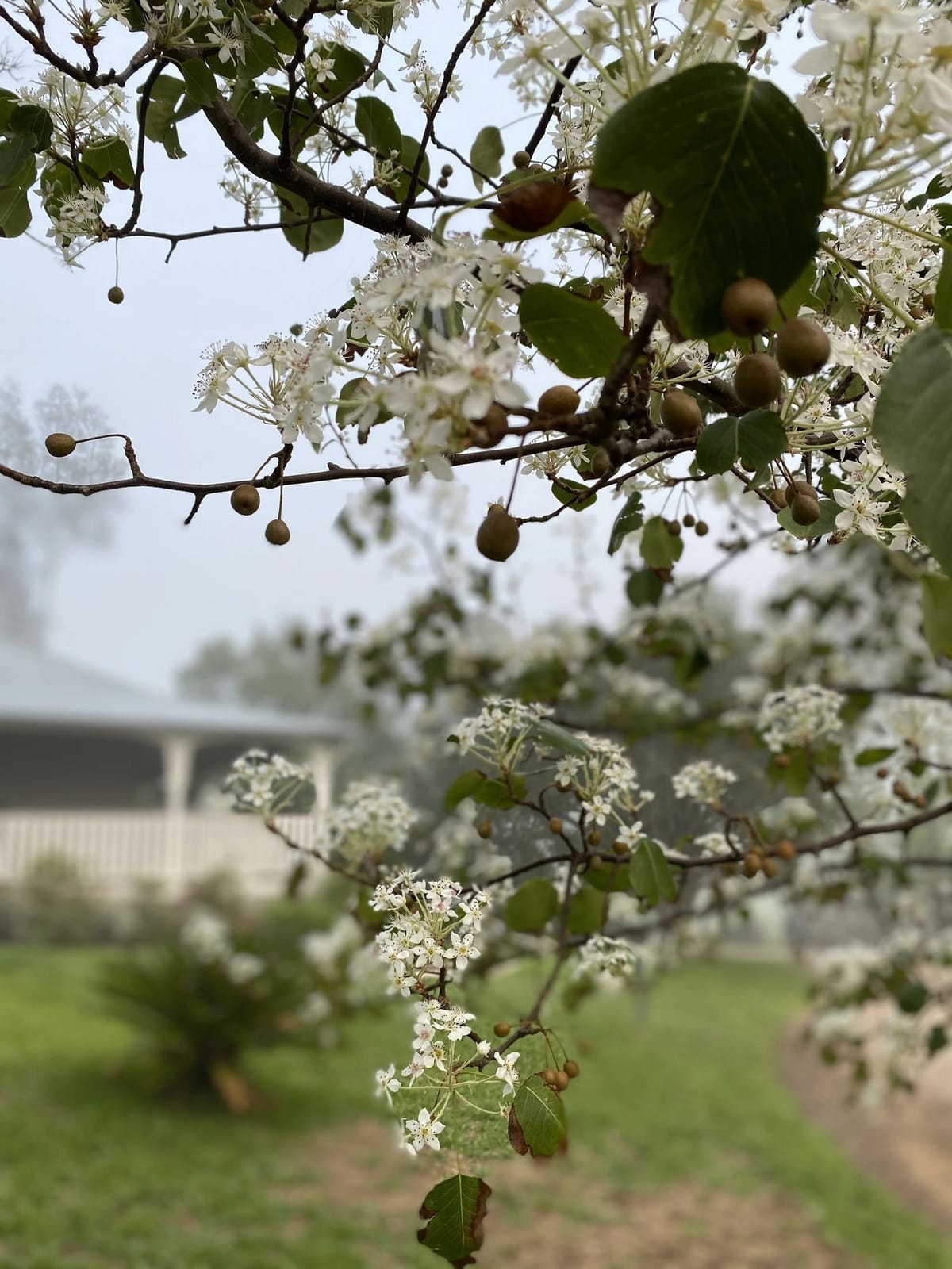 Blossom in the orchard with the homestead veranda in the background