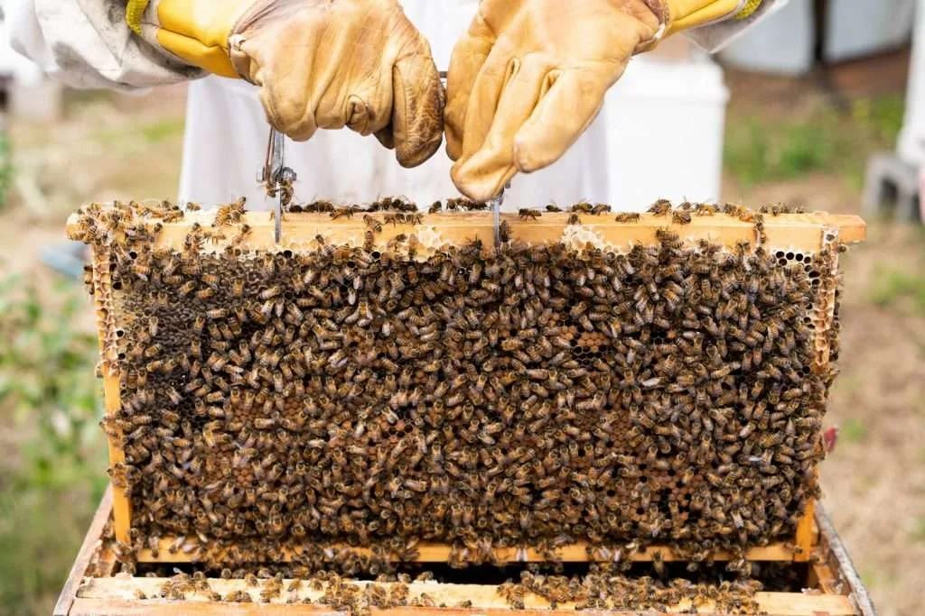 Beekeeper lifting a frame of honeycomb and bees at Honey Wines Australia Meadery, Broke Fordwich, Hunter Valley