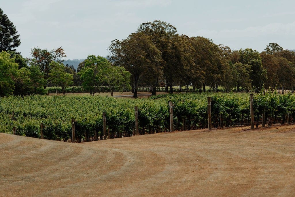 Vineyard rows with the Brokenback Range beyond at Hungerford Hill, Pokolbin, Hunter Valley