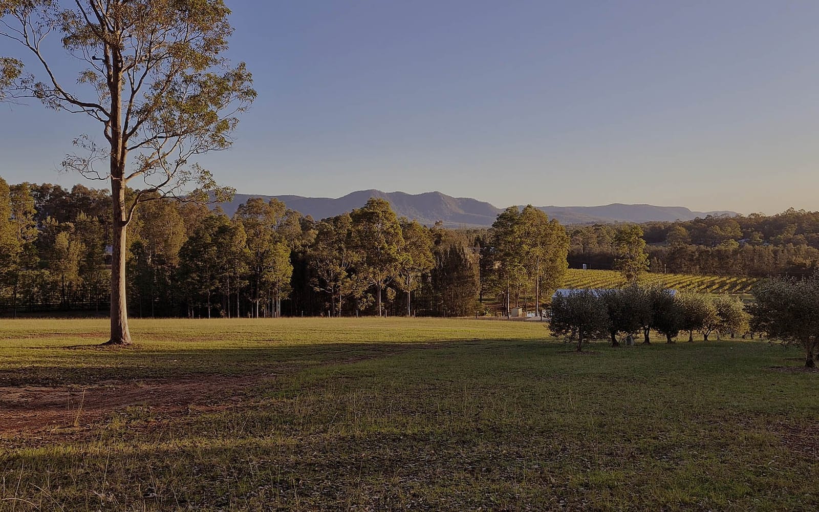 Farm stay paddocks with olive grove and vineyard rows at Hunter Gleann, Hunter Valley