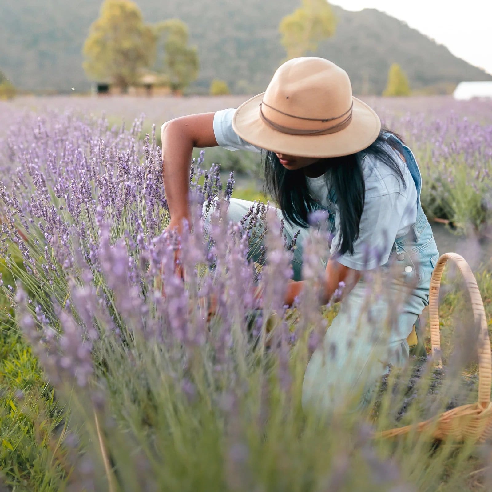 Visitor in straw hat harvesting flowers in purple lavender field