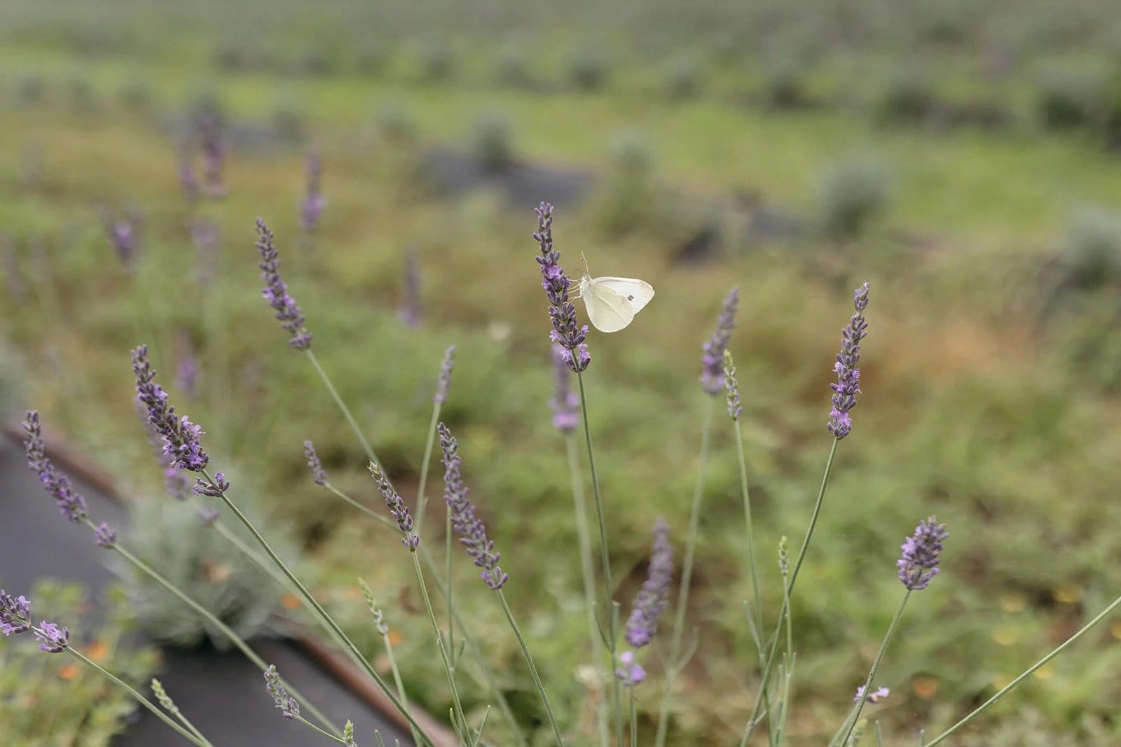 Pale butterfly resting on purple lavender flower spike in sunlight