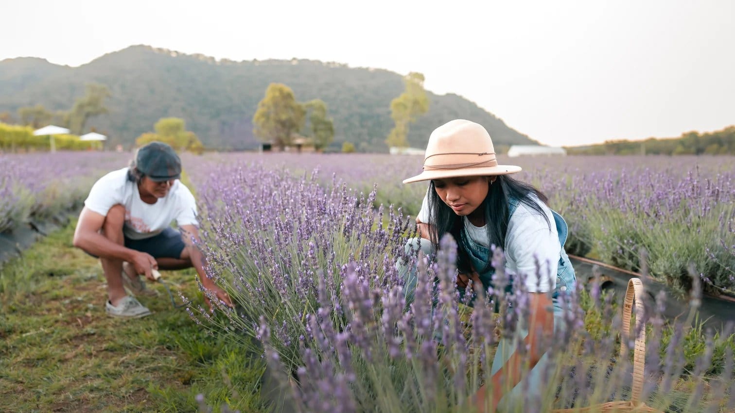 Visitors harvesting lavender blooms at Hunter Lavender Farm, Broke, Hunter Valley