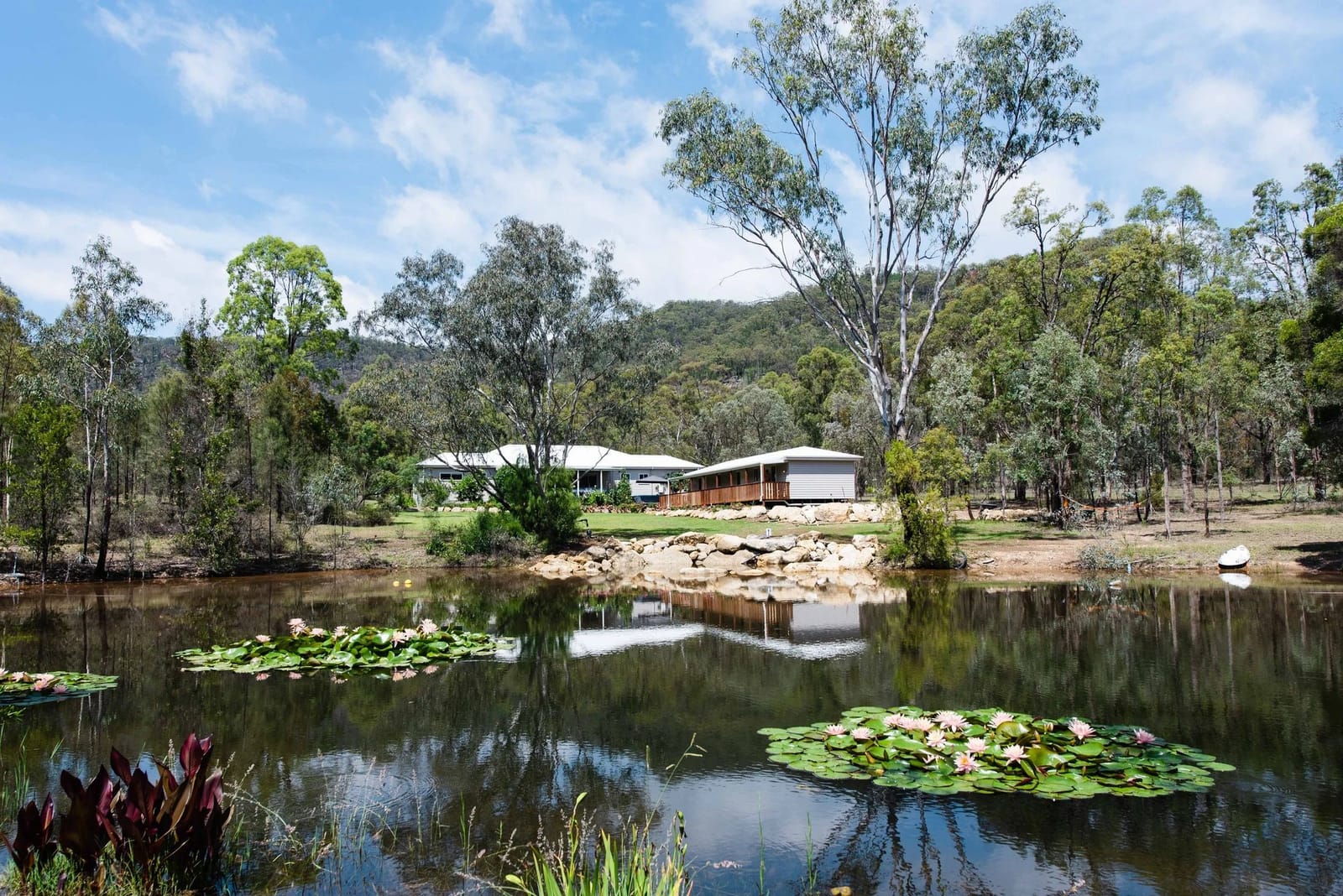 Water lilies on the dam at the edge of the property