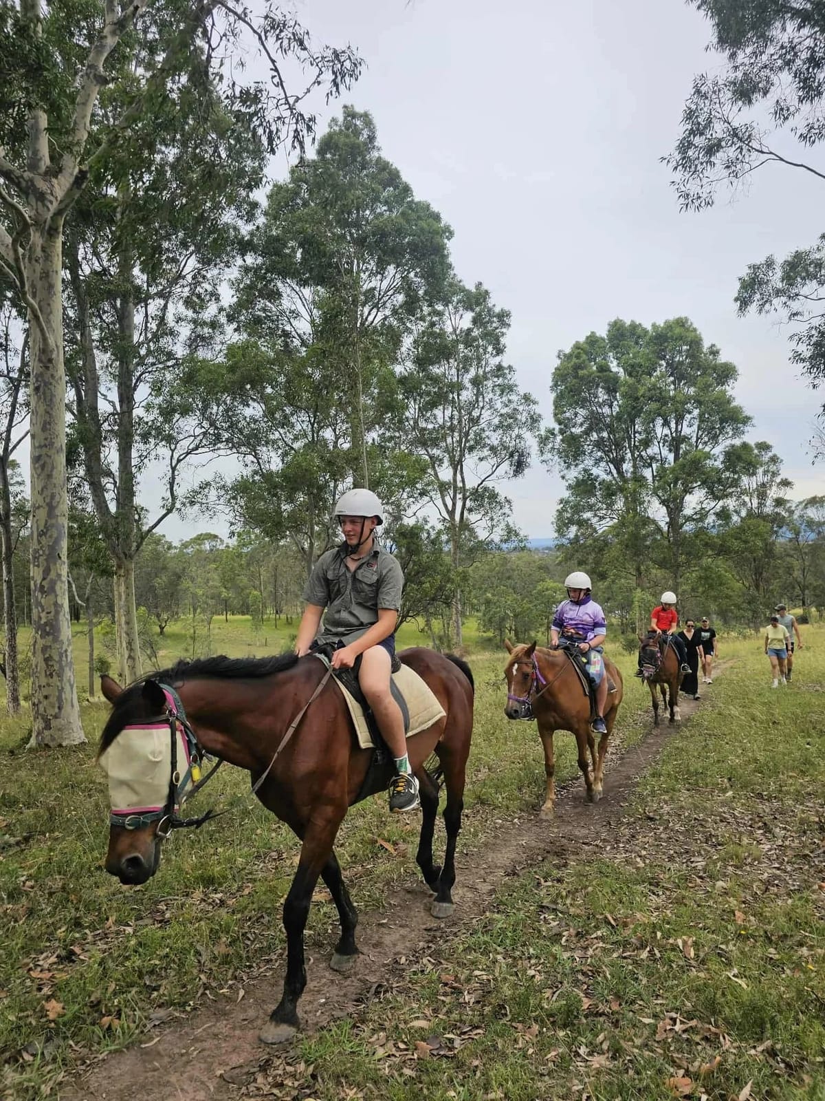 Riders on a bush trail through gum trees, a young rider on a bay horse in front