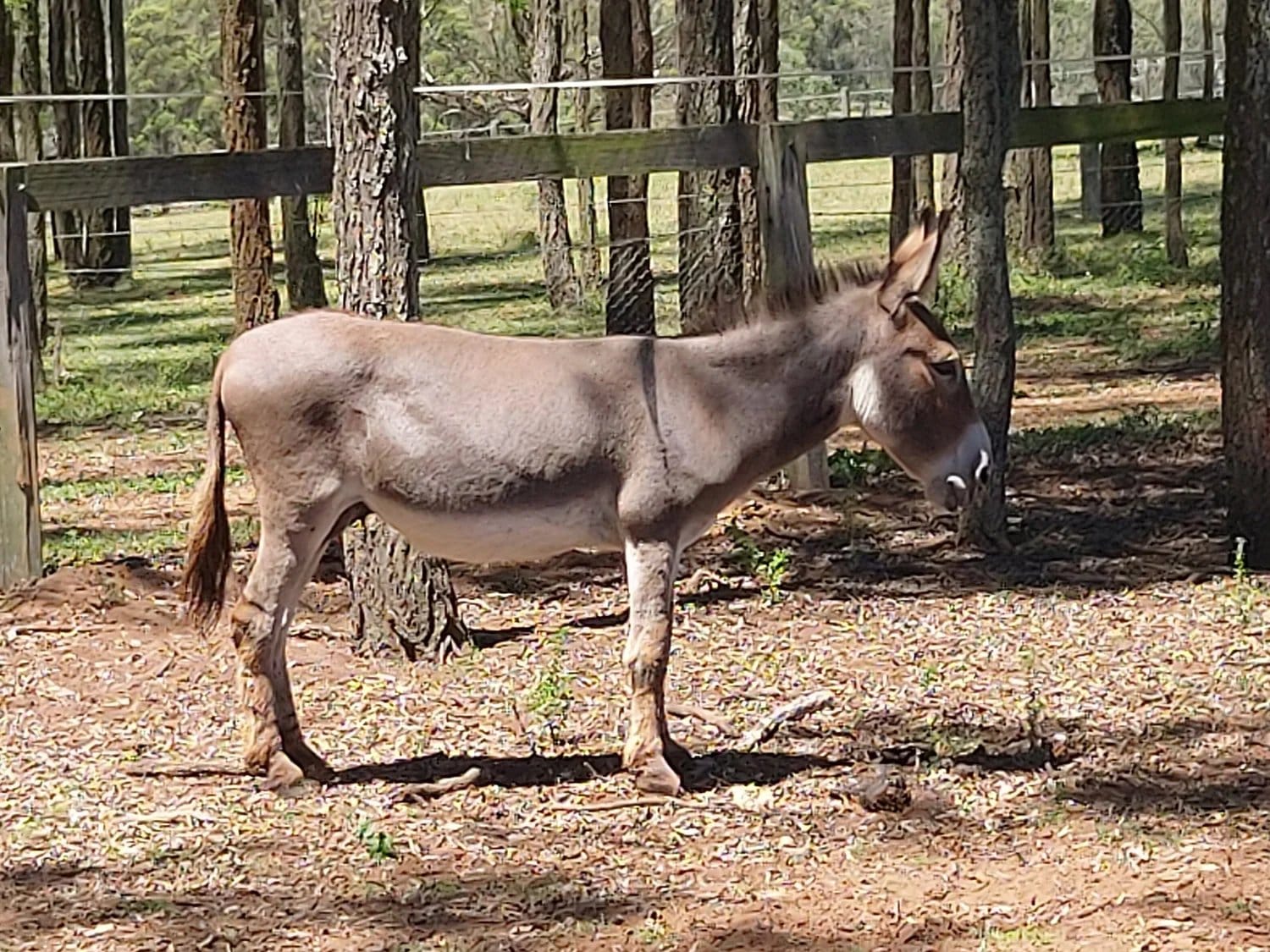 A donkey standing in a fenced paddock among the trees on the farm