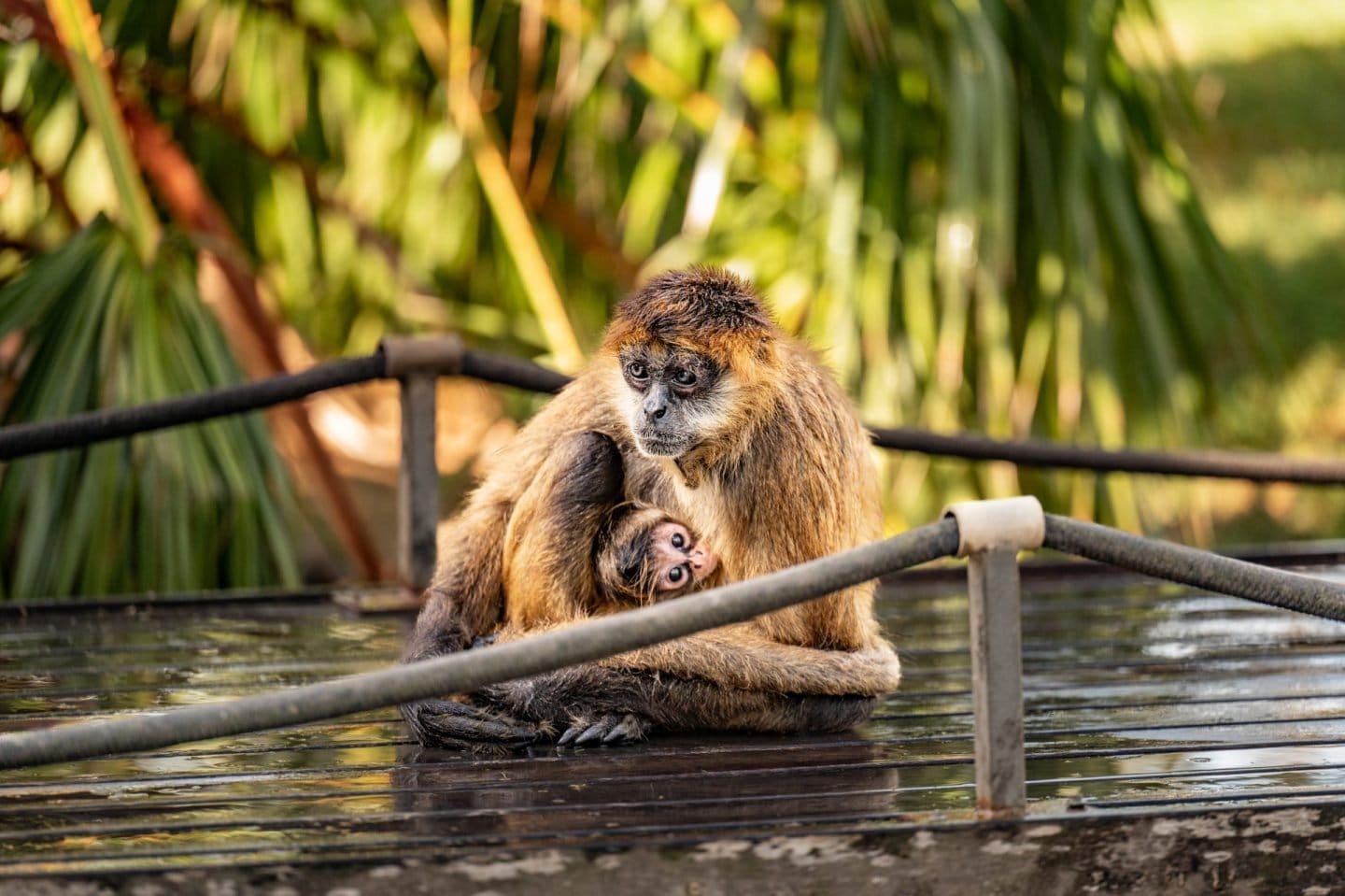 An adult monkey cradling a young monkey on a wet wooden platform