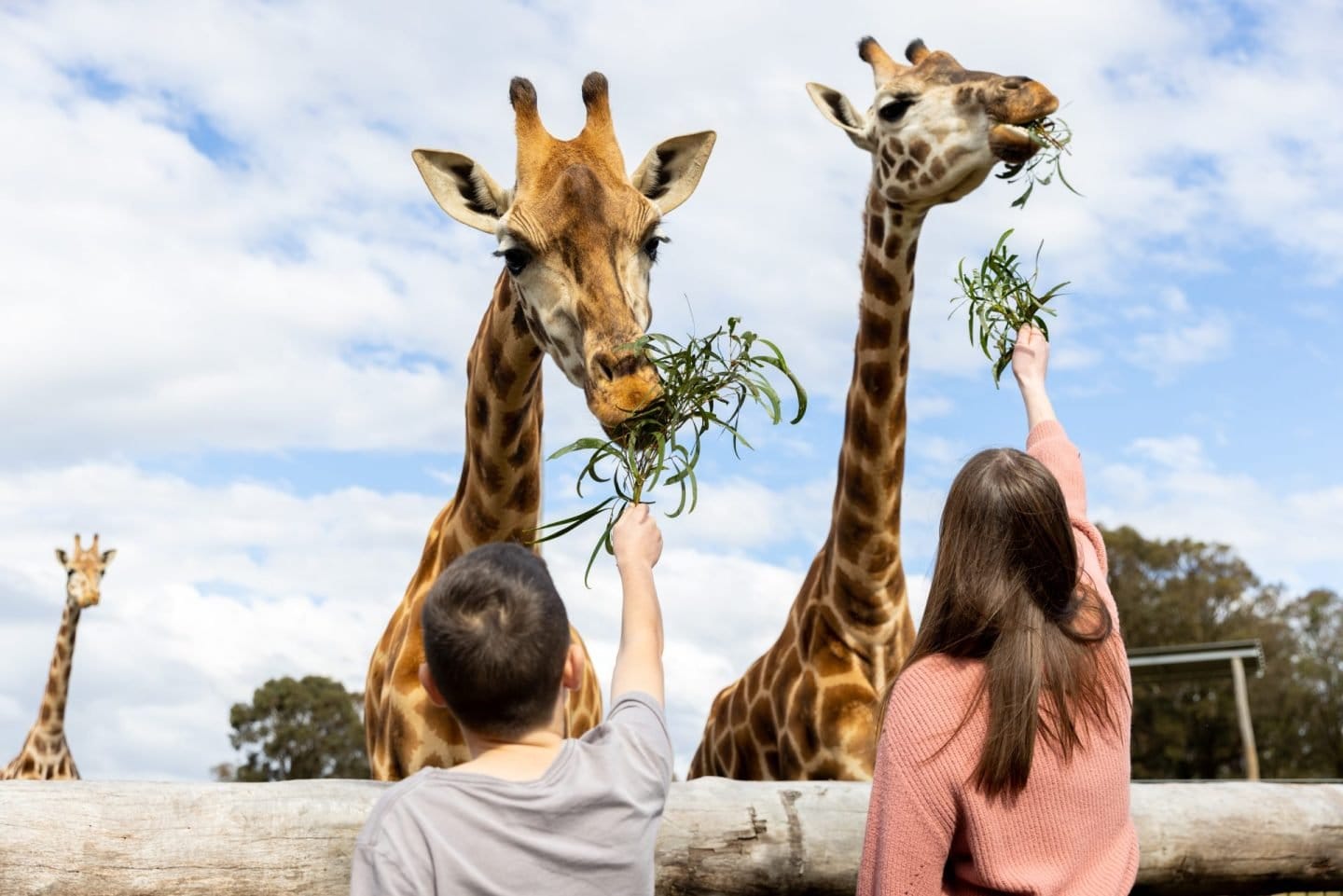 Visitors hand-feeding leaves to giraffes at Hunter Valley Wildlife Park, Nulkaba, Hunter Valley
