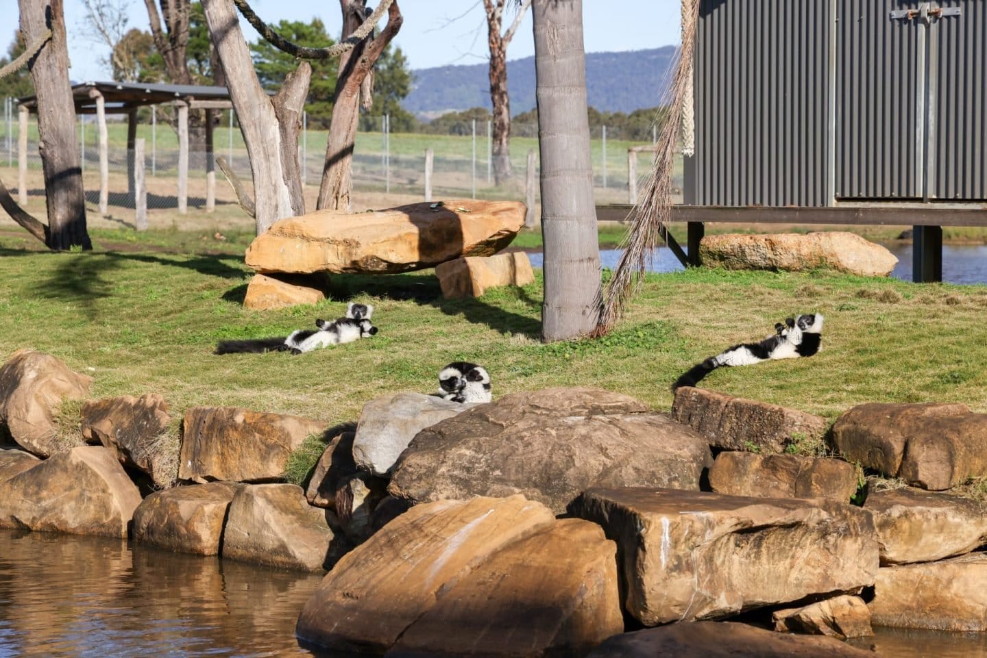 Lemurs resting on a wet wooden platform in their enclosure