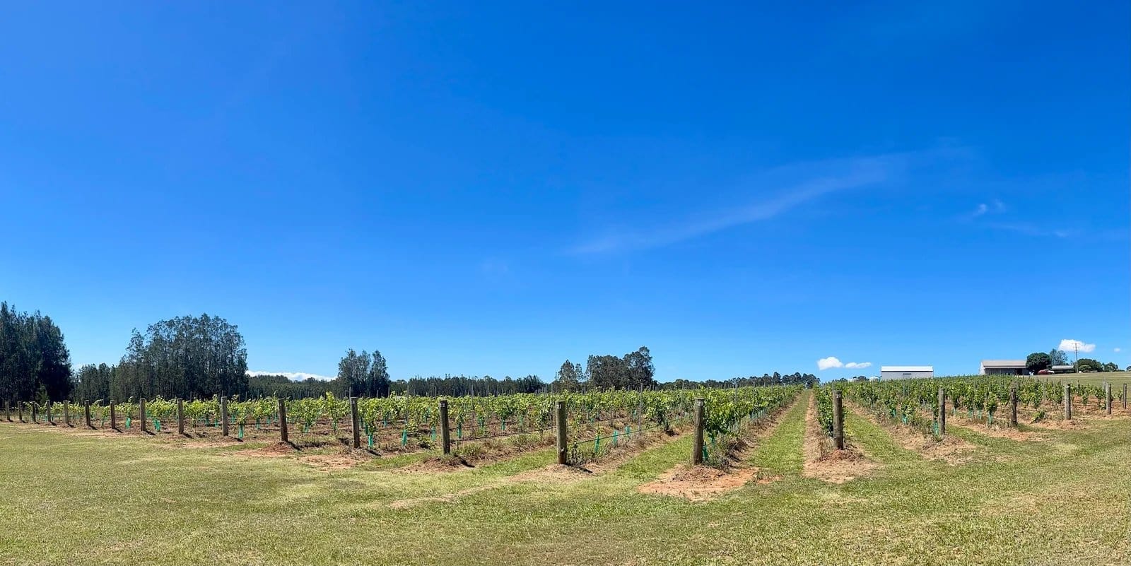 The Hunter Wine Lab vineyard under an open sky
