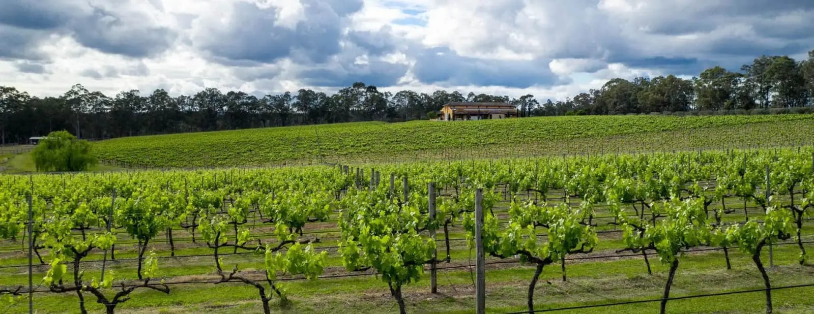 Vineyard rows leading up to the Iron Gate Estate homestead