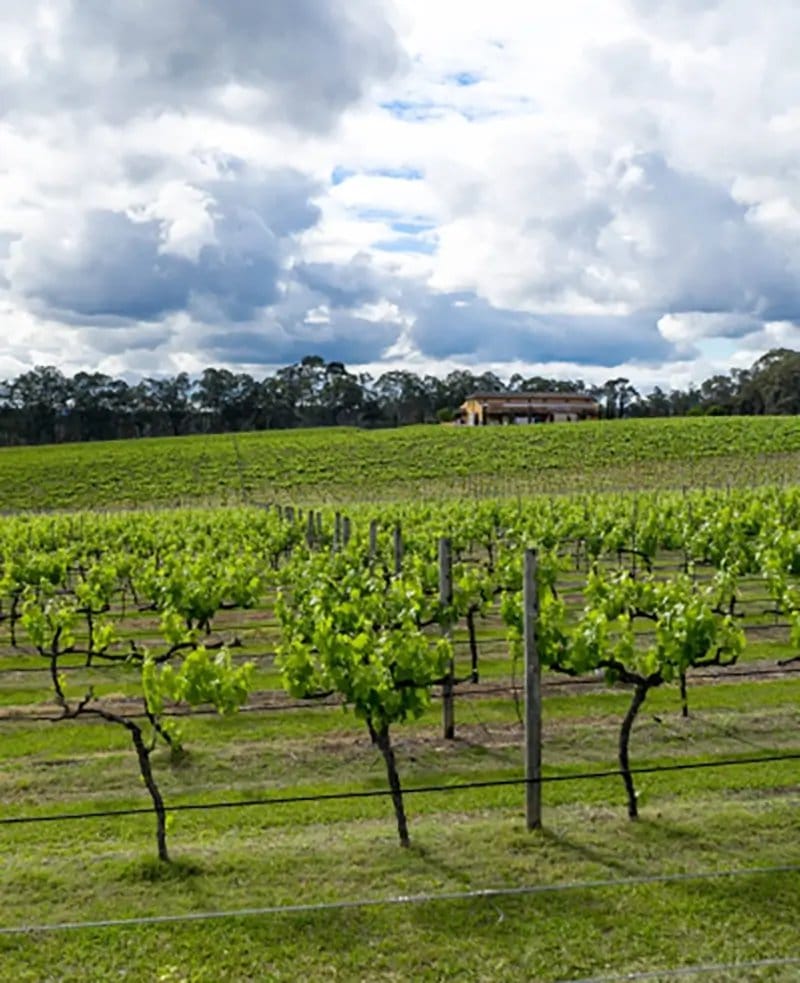 Rows of grapevines under cloudy sky with property buildings in distance
