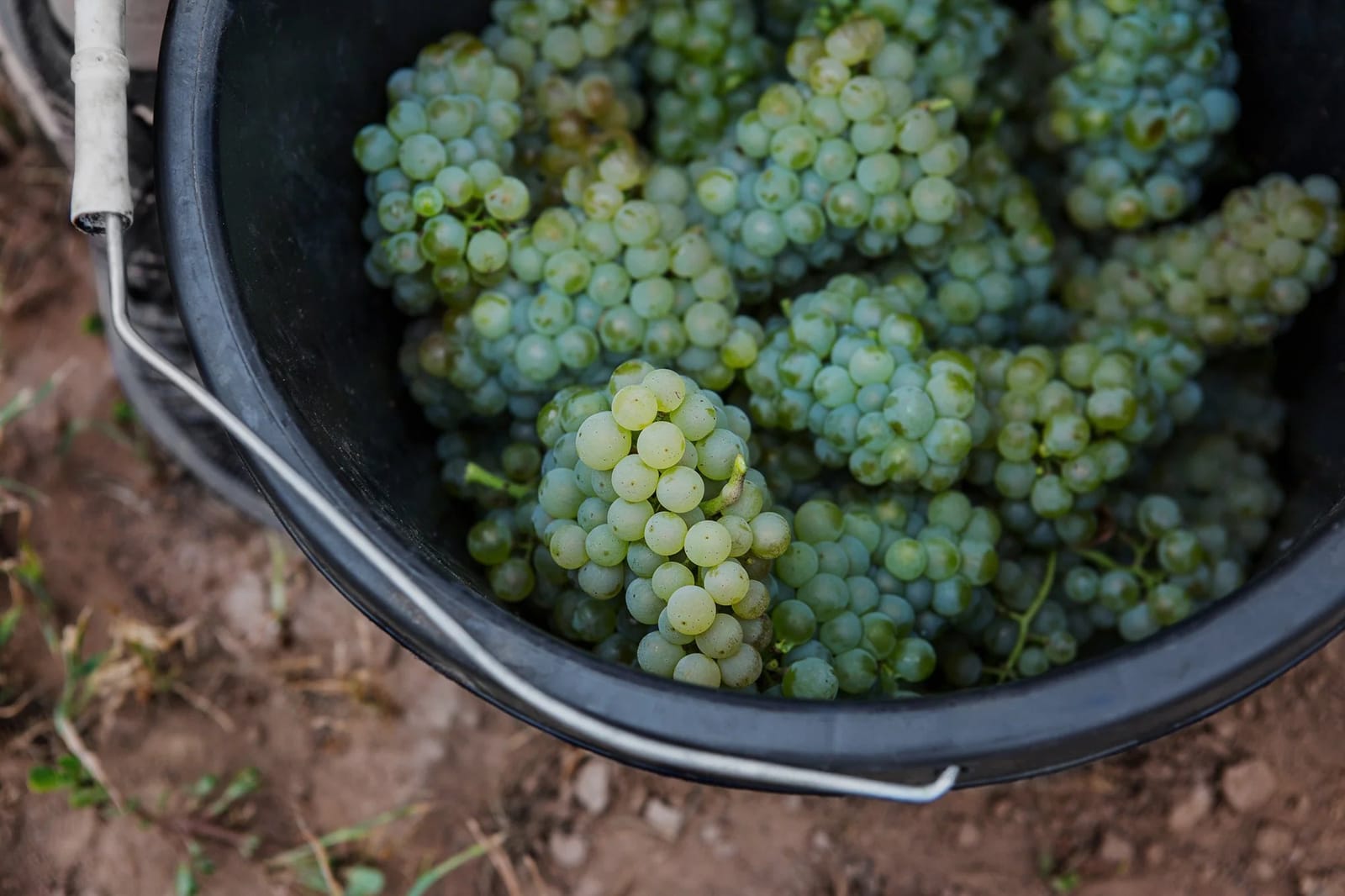 Close-up of bright green grapevine leaves with fine texture and detail