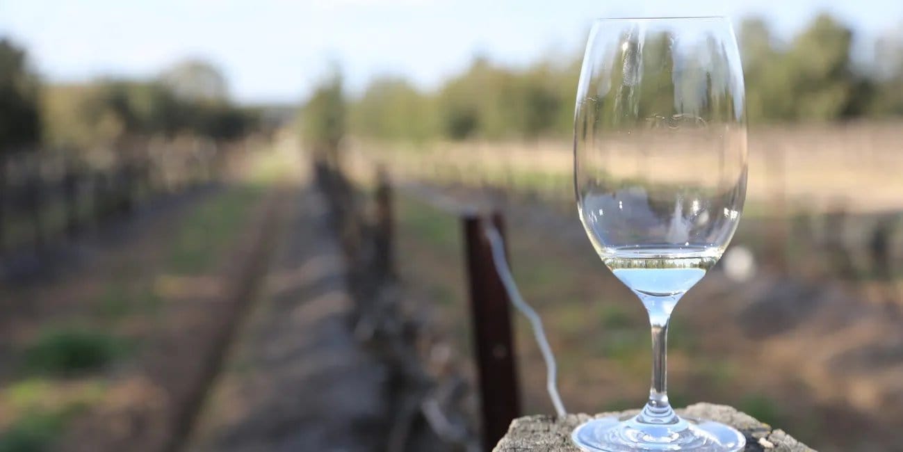 A glass of white wine on a post at the edge of the vineyard
