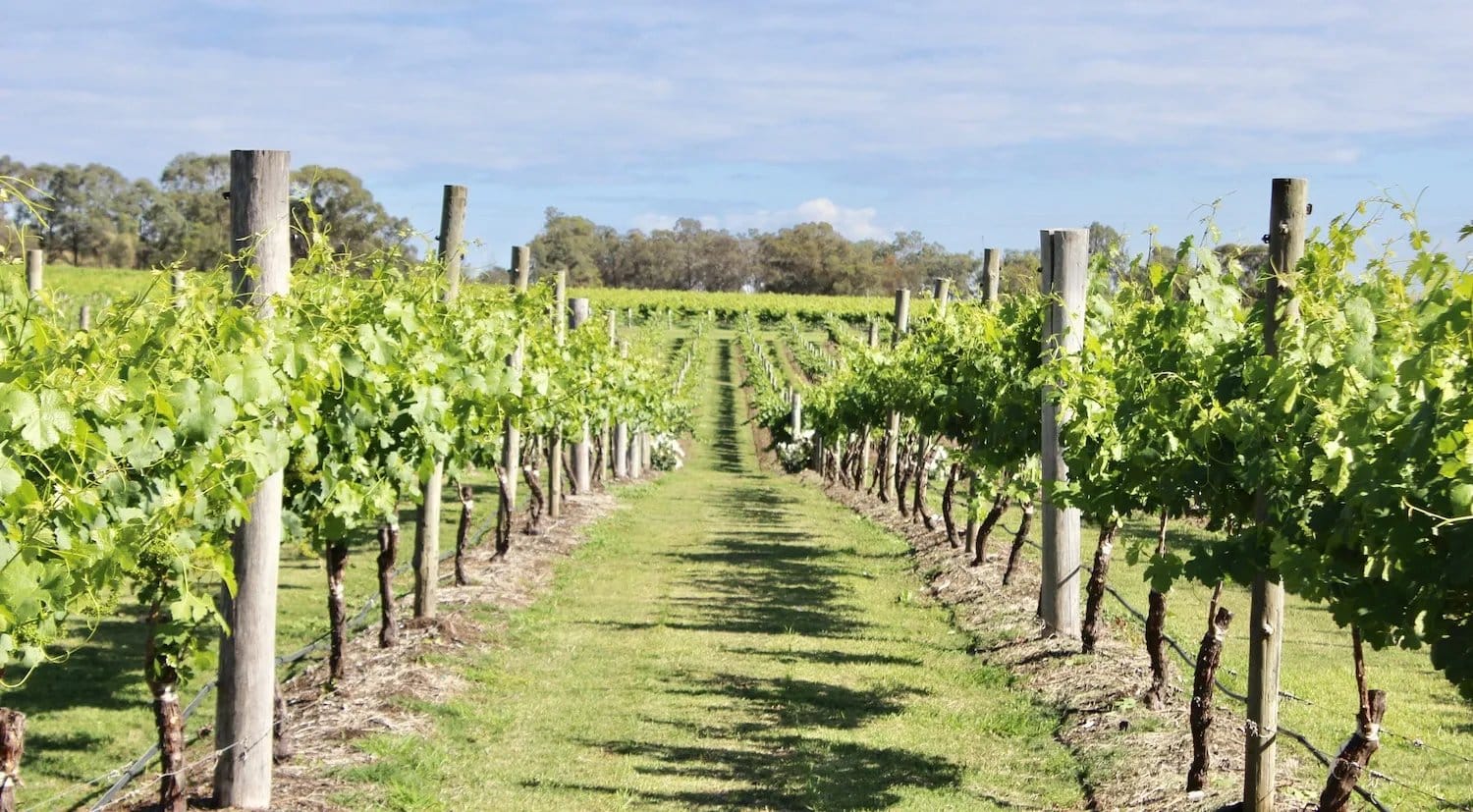 A grassed row between mature vines at the Field of Mars vineyard